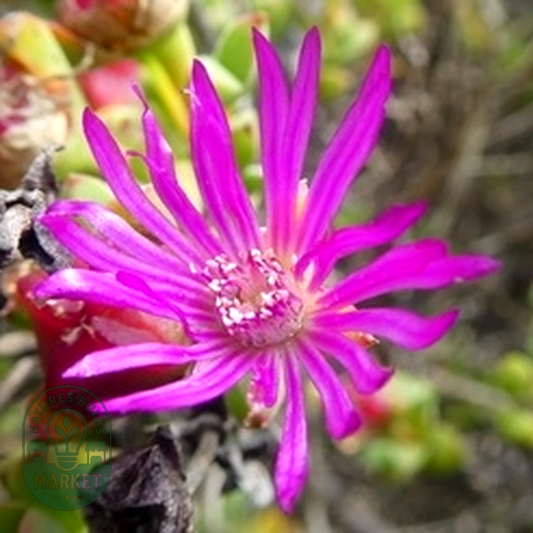 Drosanthemum quadratum