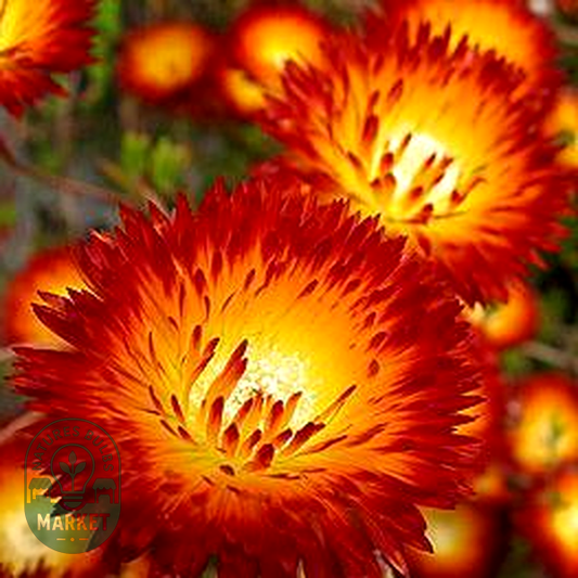 Drosanthemum speciosum