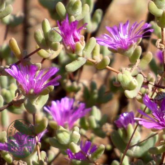 Drosanthemum subcompressum