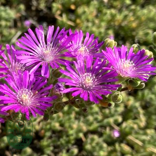 Drosanthemum tuberculiferum