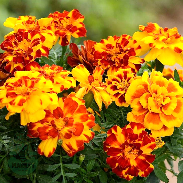 Durango® Mixture French Marigold Seeds