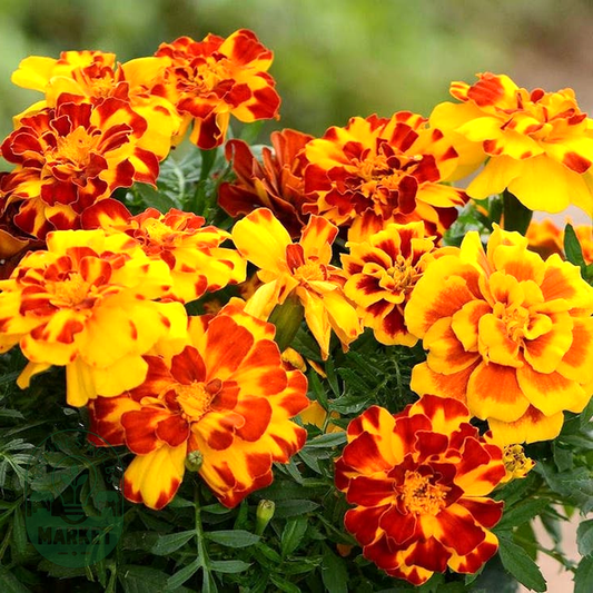 Durango® Mixture French Marigold Seeds