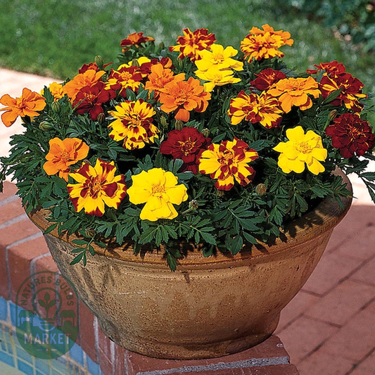 Durango® Outback Mix Marigold Seeds