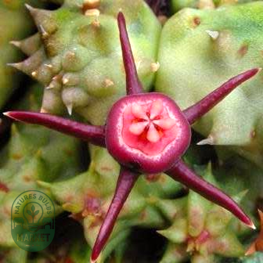 Duvalia caespitosa