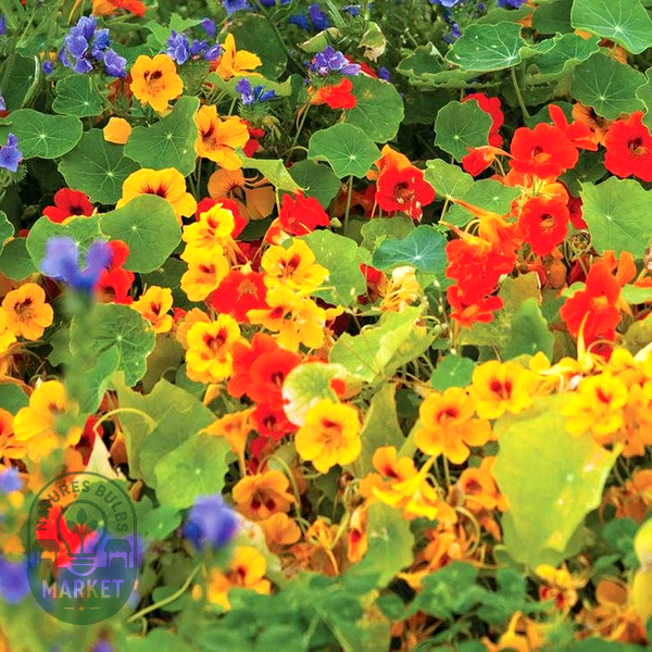 Dwarf Compact Mixed' Nasturtium Seeds
