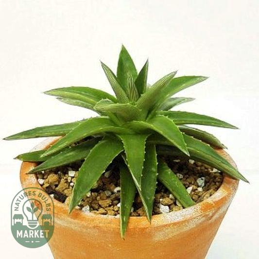 Dyckia brevifolia