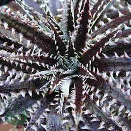 Dyckia fosteriana ‘Silvertooth Tiger’