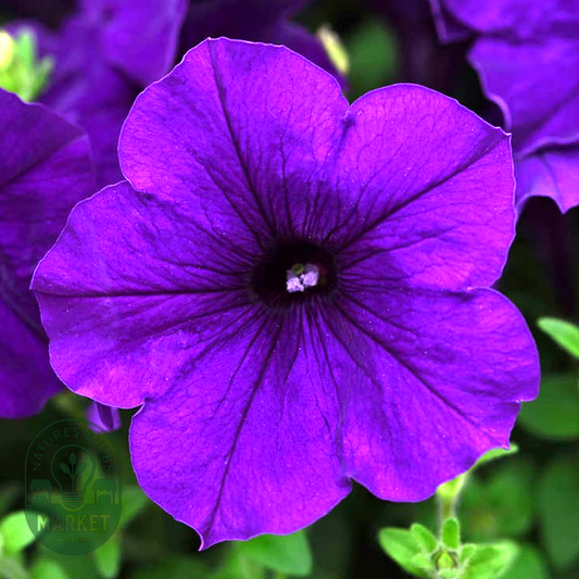 E3 Easy Wave® Blue Petunia Seeds