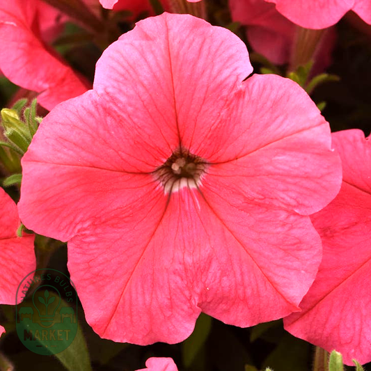 E3 Easy Wave® Coral Petunia Seeds