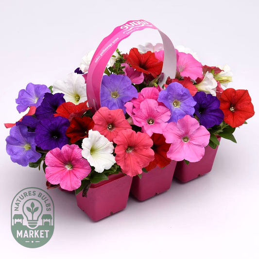 E3 Easy Wave® Formula Mixture Petunia Seeds