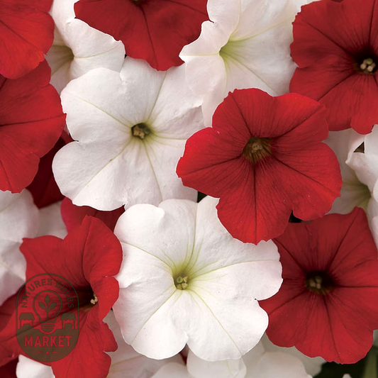 E3 Easy Wave® Peppermint Mix Petunia Seeds