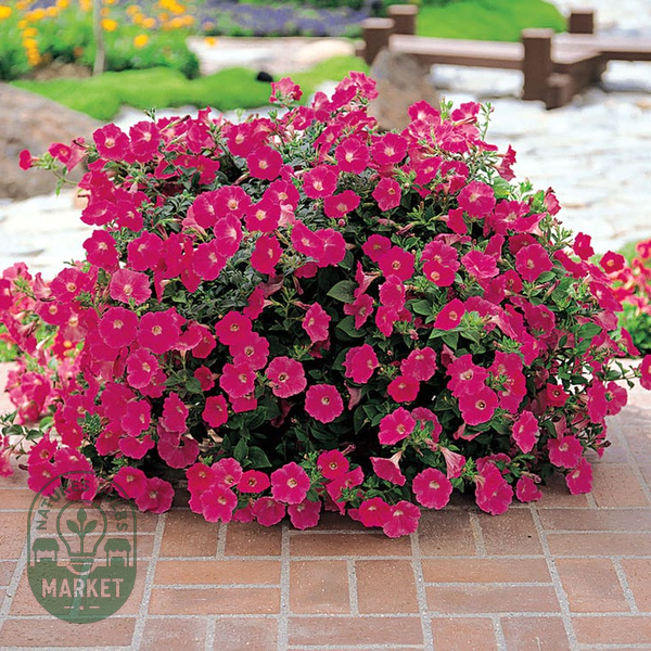 E3 Easy Wave® Pink Cosmo Petunia Seeds