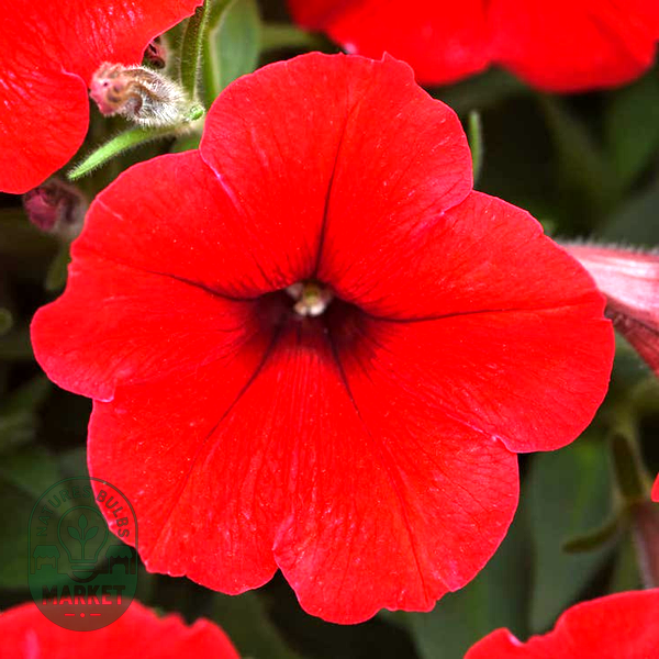 E3 Easy Wave® Red Petunia Seeds