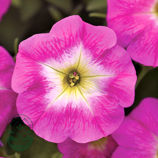 E3 Easy Wave® Rose Morn Petunia Seeds