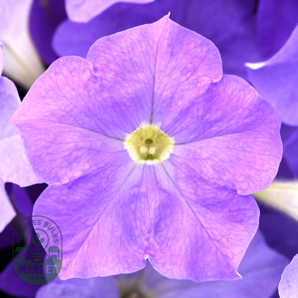 E3 Easy Wave® Sky Blue Petunia Seeds