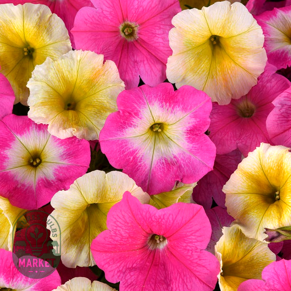 E3 Easy Wave® Sweet Taffy Mix Petunia Seeds