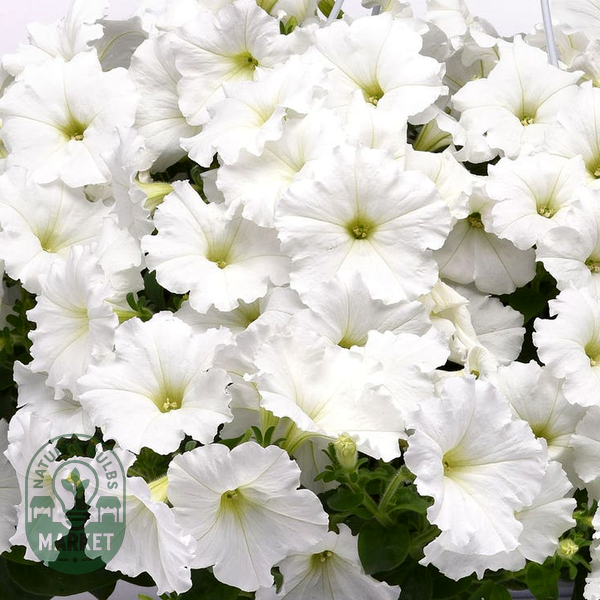 E3 Easy Wave® White Petunia Seeds