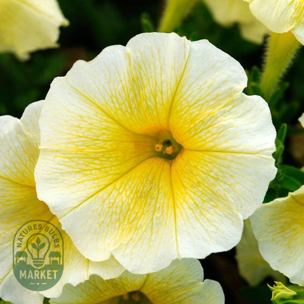 E3 Easy Wave® Yellow Petunia Seeds