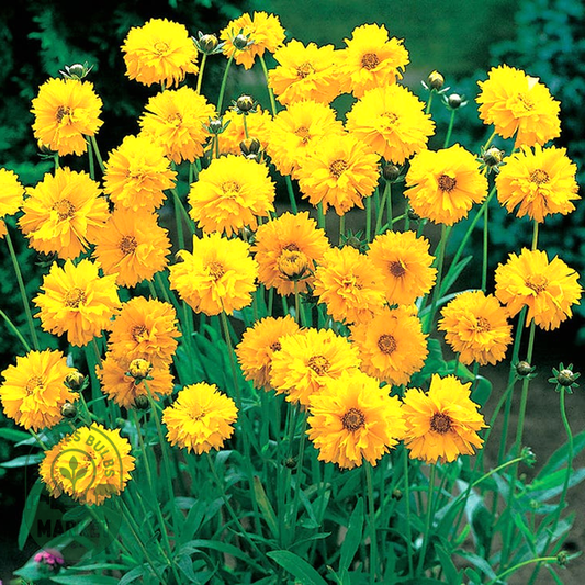 Early Sunrise Yellow Coreopsis Seeds