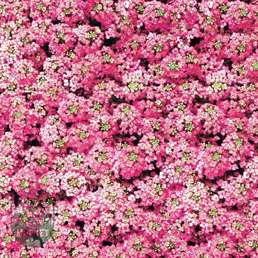 Easter Bonnet Deep Pink Sweet Alyssum Seeds