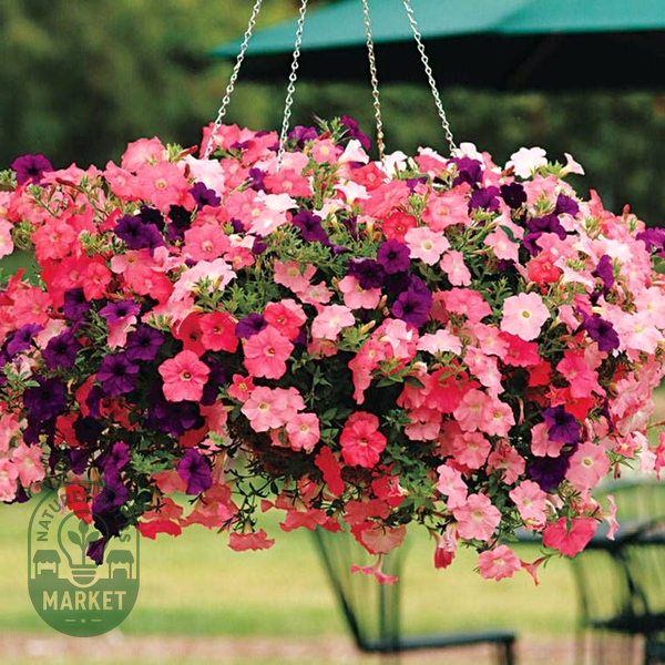Easy Wave® Beachcomber Mix Petunia Seeds