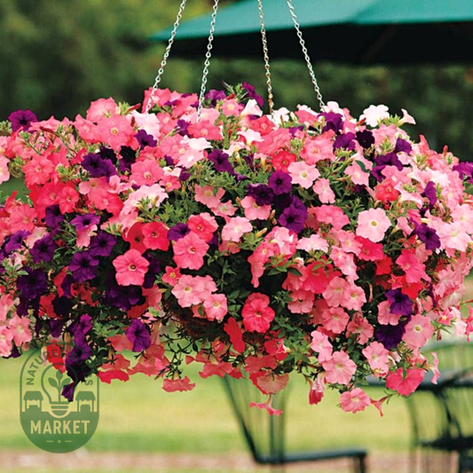 Easy Wave® Beachcomber Mix Petunia Seeds