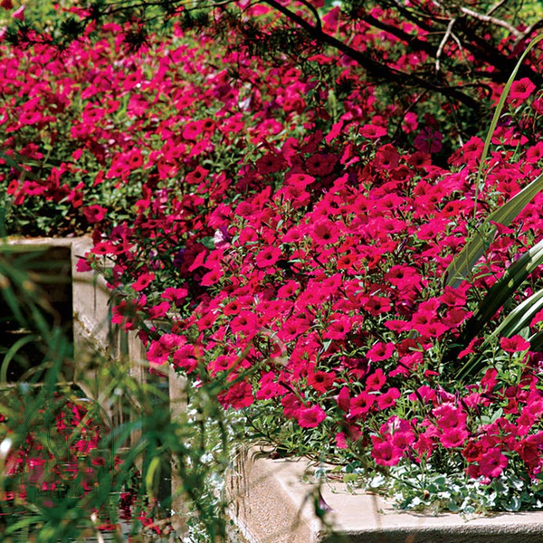 Easy Wave® Berry Velour Petunia Seeds