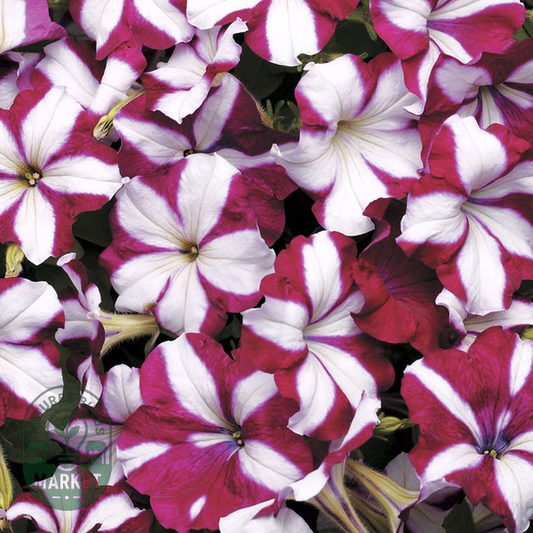 Easy Wave® Burgundy Star Petunia Seeds
