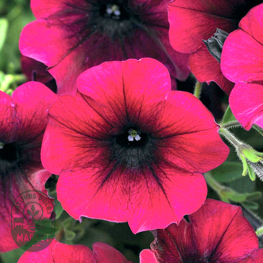Easy Wave® Burgundy Velour Petunia Seeds