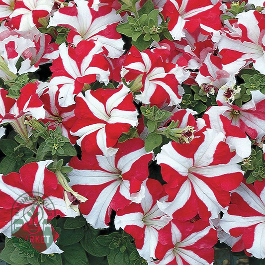 Easy Wave® Coral Reef Petunia Seeds