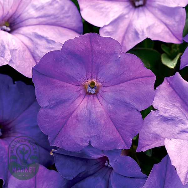 Easy Wave® Lavender Sky Blue Petunia Seeds