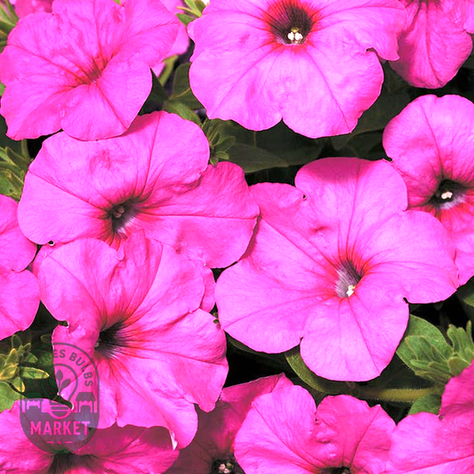 Easy Wave® Neon Rose Petunia Seeds