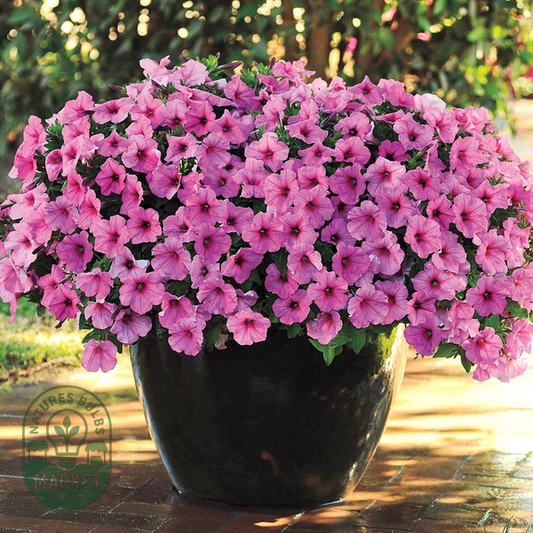 Easy Wave® Pink Passion Petunia Seeds