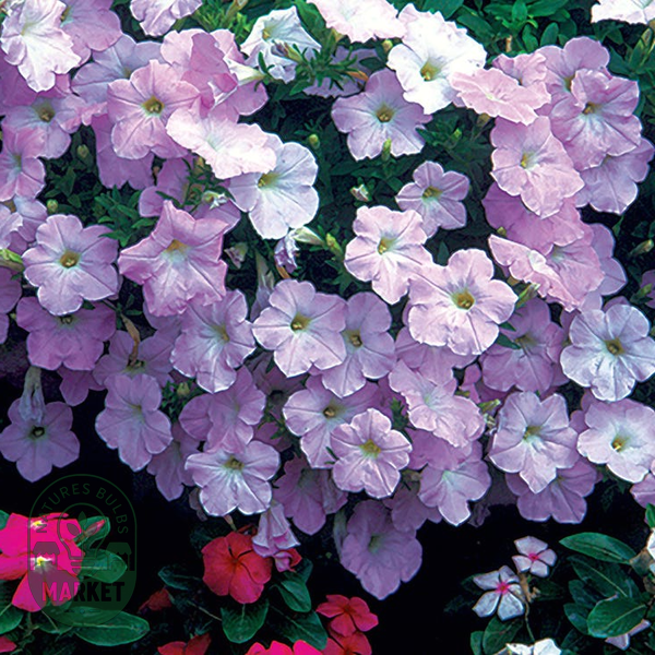 Easy Wave® Pink Petunia Seeds
