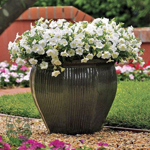 Easy Wave® Plum Vein Petunia Seeds