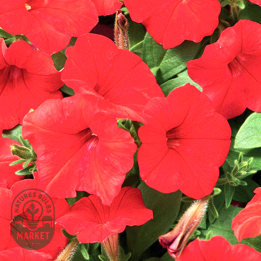 Easy Wave® Red Hybrid Petunia Seeds