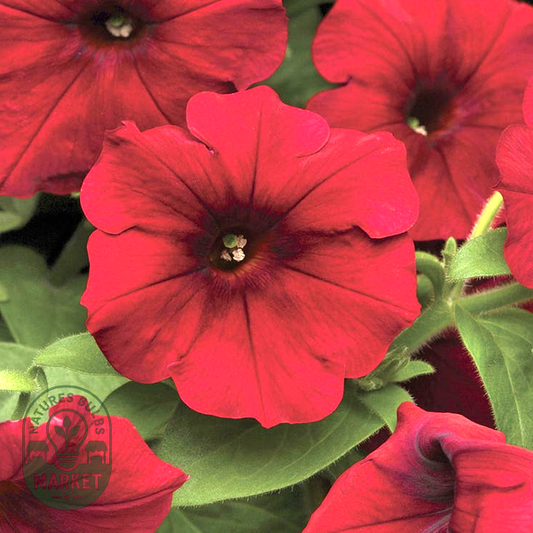 Easy Wave® Red Velour Petunia Seeds