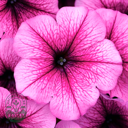 Easy Wave® Rose Fusion Petunia Seeds