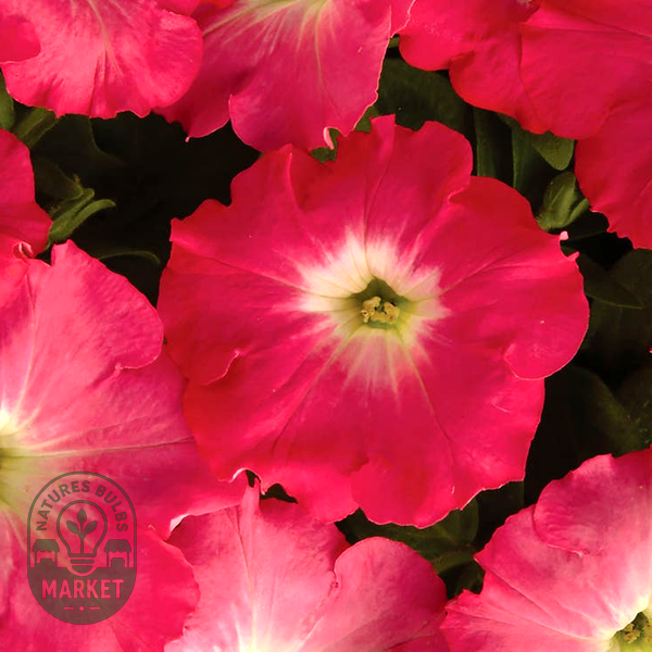 Easy Wave® Rosy Dawn Hybrid Petunia Seeds