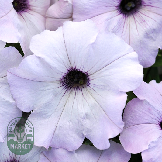 Easy Wave® Silver Hybrid Petunia Seeds