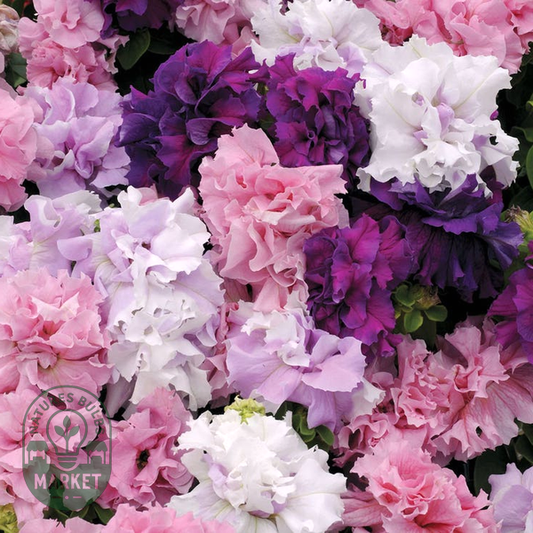 Easy Wave® The Flag Mix Petunia Seeds