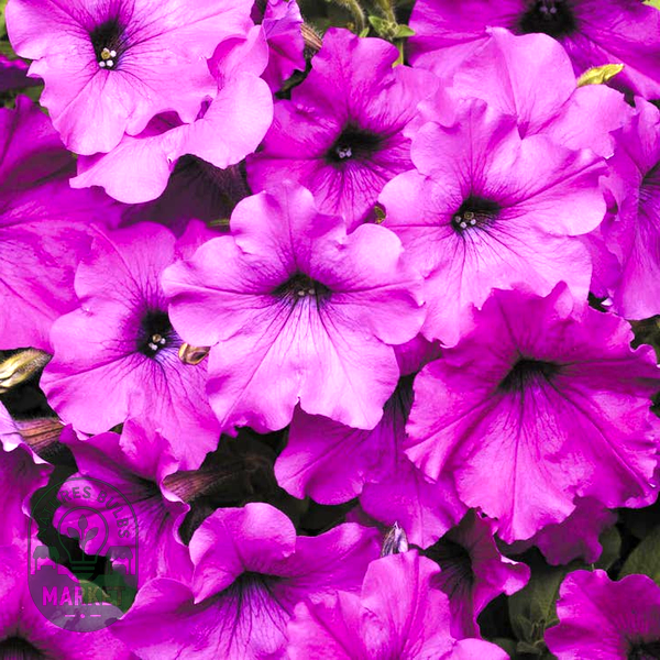 Easy Wave® Violet Hybrid Petunia Seeds