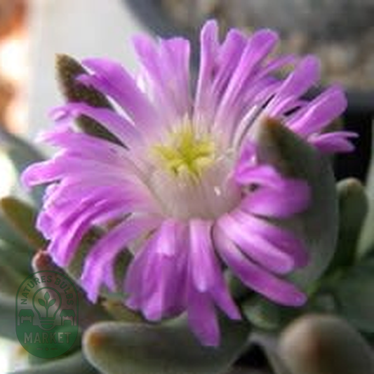 Ebracteola fulleri