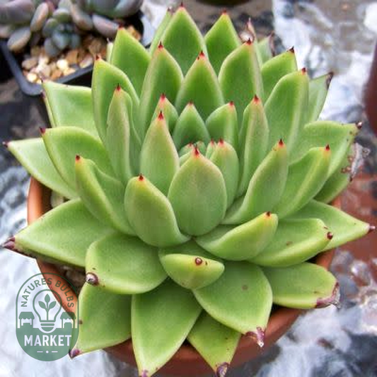 Echeveria agavoides