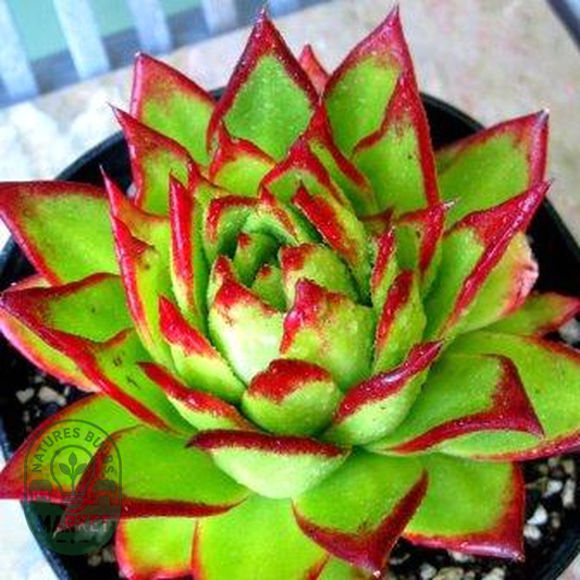 Echeveria agavoides ‘Lipstick’