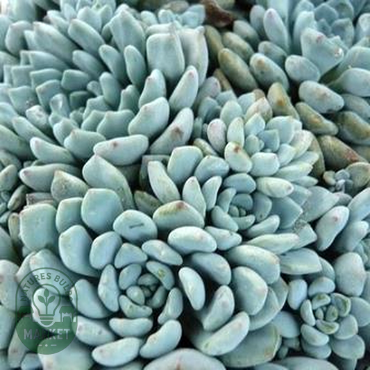Echeveria amoena