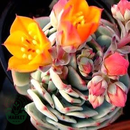 Echeveria derenbergii