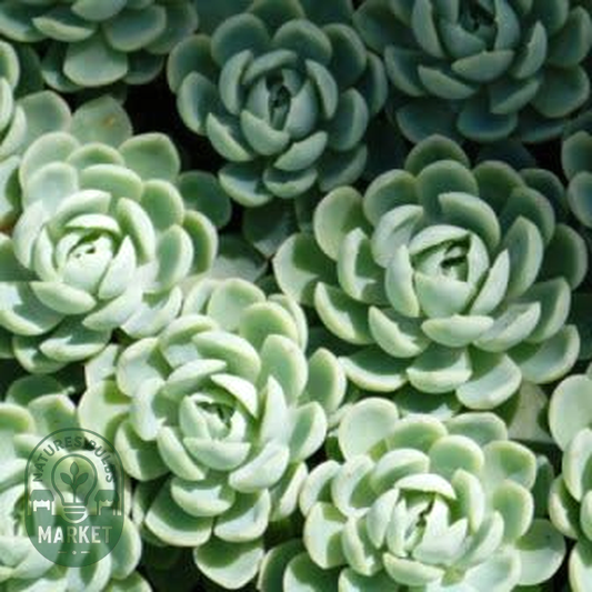 Echeveria elegans