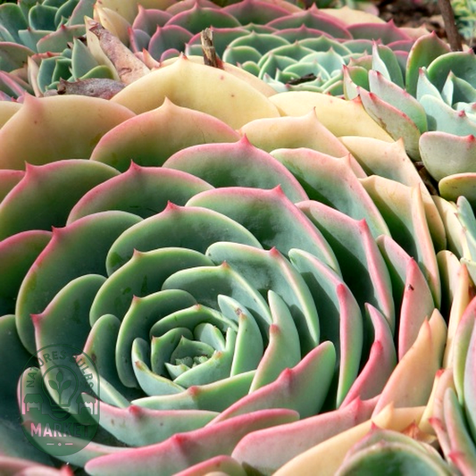 Echeveria imbricata