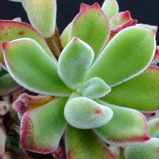 Echeveria pulvinata